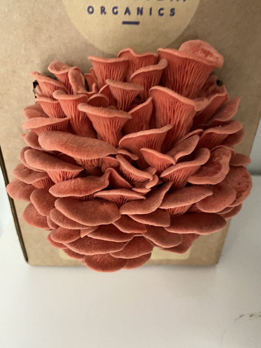 Growing Oyster mushrooms has been my lockdown highlight. Thought you’d appreciate these <a href="/CuriouslyEmily/">Emily G</a> ! You can literally watch them grow.