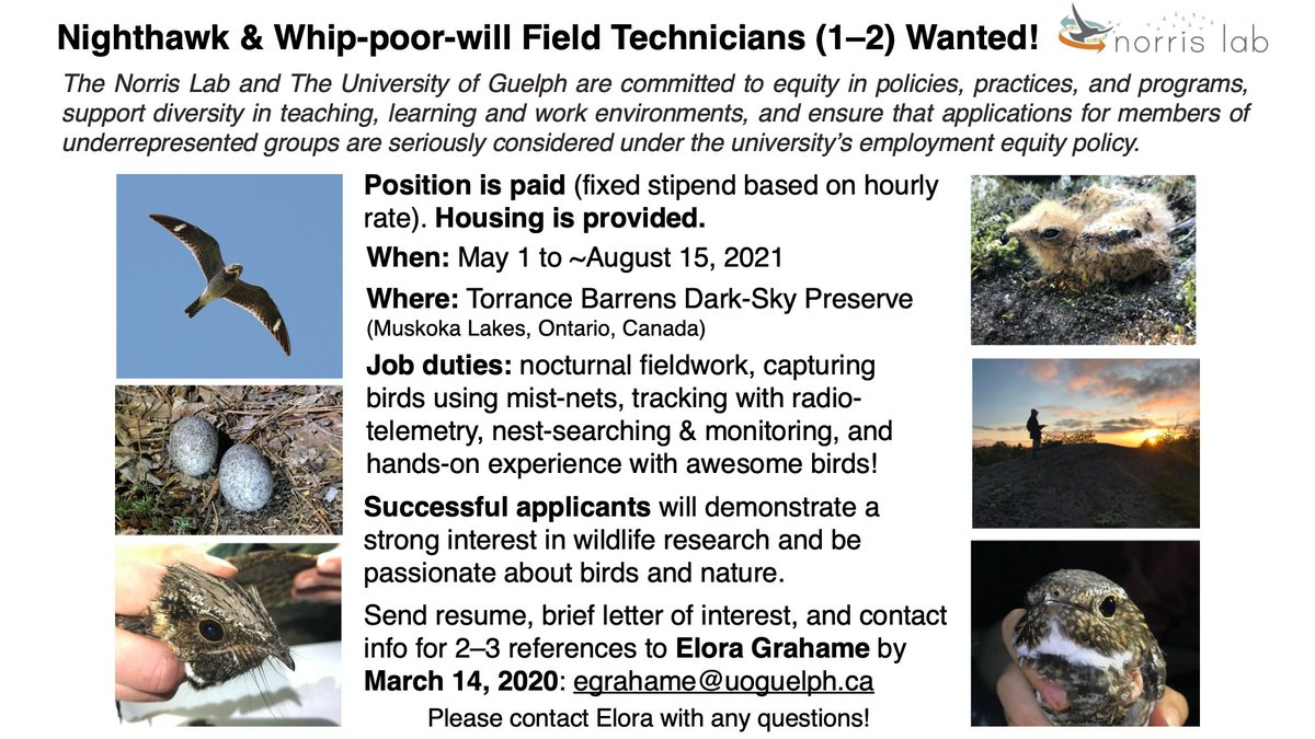 I'm hiring 1-2 field techs for my Ph.D. research on Common Nighthawks and Eastern Whip-poor-wills this summer! 

Please note: applicants already eligible to work in Canada are preferred, but all are welcome to apply. 

DM/email me with any questions, and please retweet! 🌘🐦🦉🐐