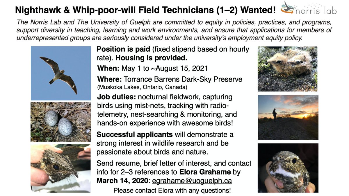 I'm hiring 1-2 field techs for my Ph.D. research on Common Nighthawks and Eastern Whip-poor-wills this summer! Please note: applicants already eligible to work in Canada are preferred, but all are welcome to apply. DM/email me with any questions, and please retweet! 🌘🐦🦉🐐