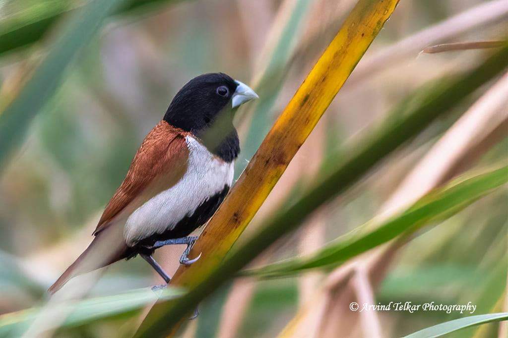 AvindTelkar's tweet photo. Cute...!!!
Tricolored Munia (कृष्णशीर मनोली)
Shirshinge, Dapoli, Maharashtra, India. 18 Feb. 2021
Canon 7D MK II, Canon 400 mm.
#arvindbirds https://t.co/Ta4Q5lynD9
