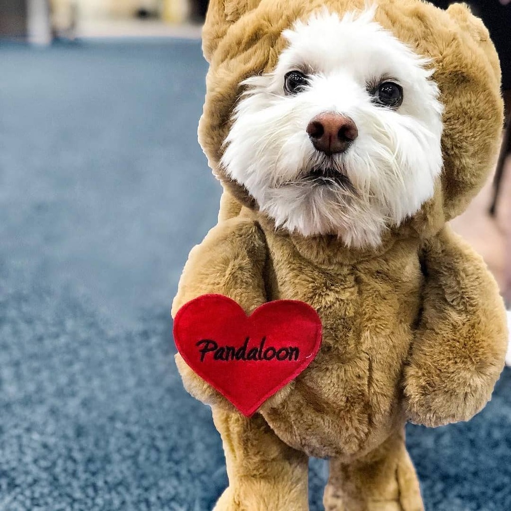 pandaloonstore's tweet photo. @sushisaid always lifts our spirits. 🐻 Happy Monday everyone. 🙂
.
.
.
#Pandaloon #teddybear #smalldog #cockapoopuppy #dogoutfit https://t.co/GJNS3FKJS5 https://t.co/c4IUo8hgB4