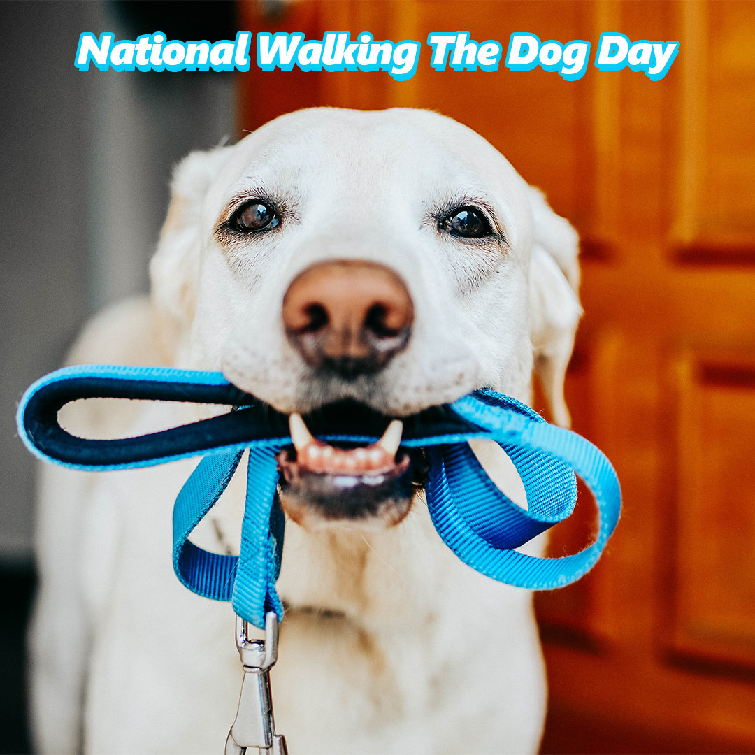 perfectpawshemp's tweet photo. It's National Walking The Dog Day!
Celebrate by bringing your furry friend on an extra special walk today and don't forget to apply @perfectpawshemp CBD Paw Butter to protect and heal your pup's paws!
#CBD #perfectpawshemp #dogs https://t.co/s0FOyJpY88