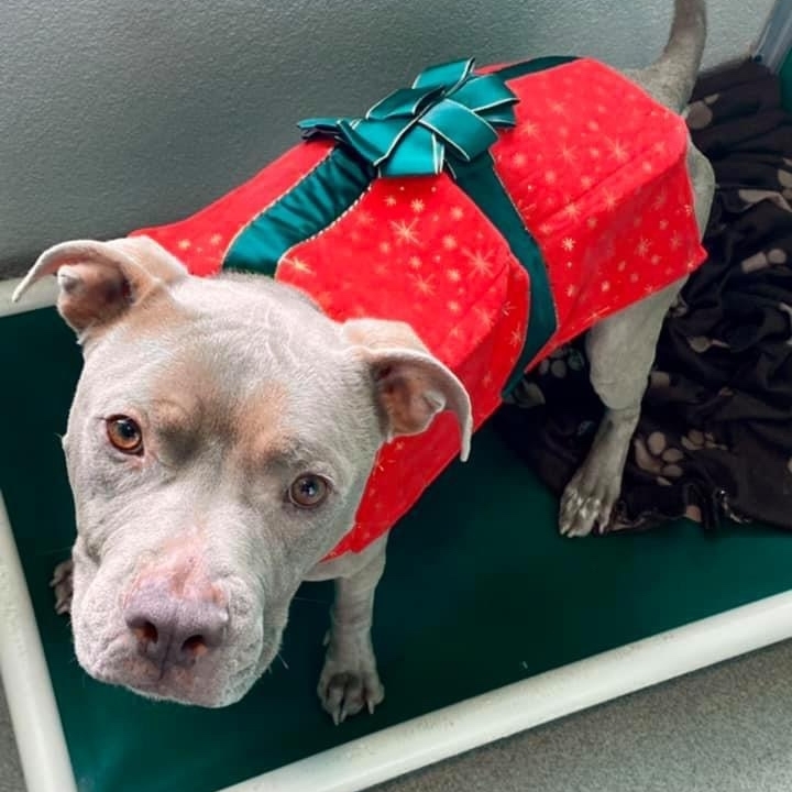 spcaoftexas's tweet photo. Bruno is all wrapped up and waiting for you to take him home! This sweet, gentle goober is looking for a foster home to take him in while he is treated for heartworms (not contagious). Warning: he does think he's a lap dog and he WILL smooch you! https://t.co/4VwbIJJFox https://t.co/0nLIGK2bFd
