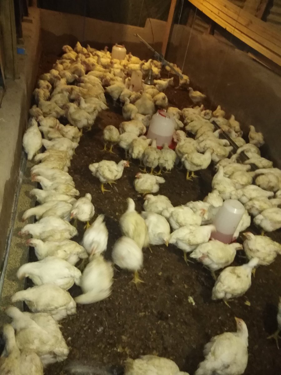 elias_mankwe's tweet image. I'm one of those young entrepreneurs who are trying their best to make a living, and hopefully one day my dreams of being a well established farmer will come true. The struggle continues... 👨🌾
#YoungAndFarming
