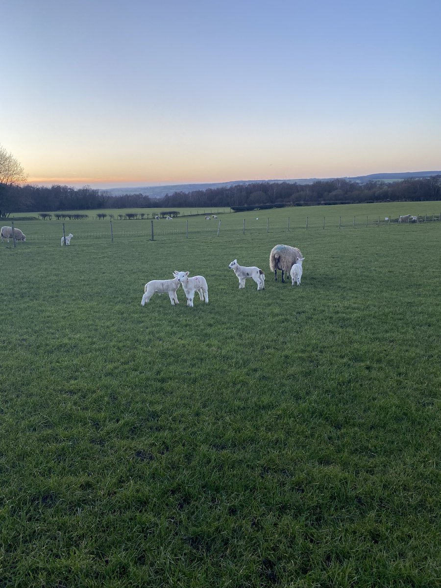 h_e_martin's tweet photo. Lovely post-work walk tonight. Definitely feeling like spring is on the way 🌼🐑🌅 #SpringIsComing #workingfromhome https://t.co/J3xYUAEID3
