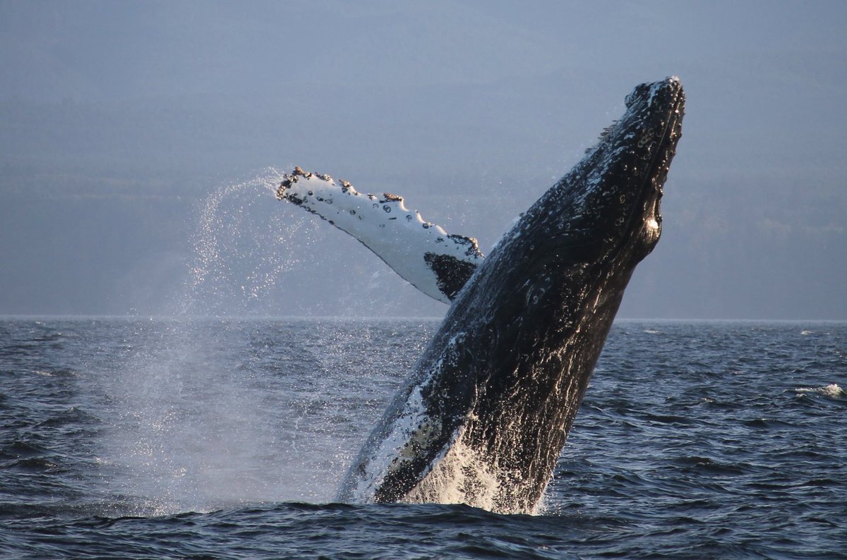 An amazing shot by Seanie Malcolm, some proof what can happen in the Broughtons on our trips out of Telegraph Cove!

These 40T (school bus sized) whales can propel their entire bodies out of the water with only a few strokes from their massive flukes.