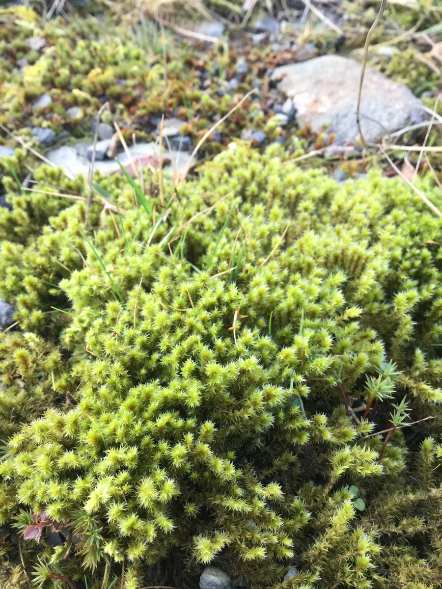 sambbryo's tweet photo. Metres and metres of this forestry track in Brechfa Forest are dominated by Racomitrium ericoides - mini miss forests. https://t.co/mlQEoe67gq