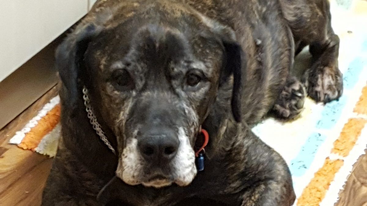 cpccares's tweet photo. Texas Nash
Mar12 - Feb21

The house is not the same without you. Miss you so much.

https://t.co/ls4gGTiLhK https://t.co/96n9zEUOot