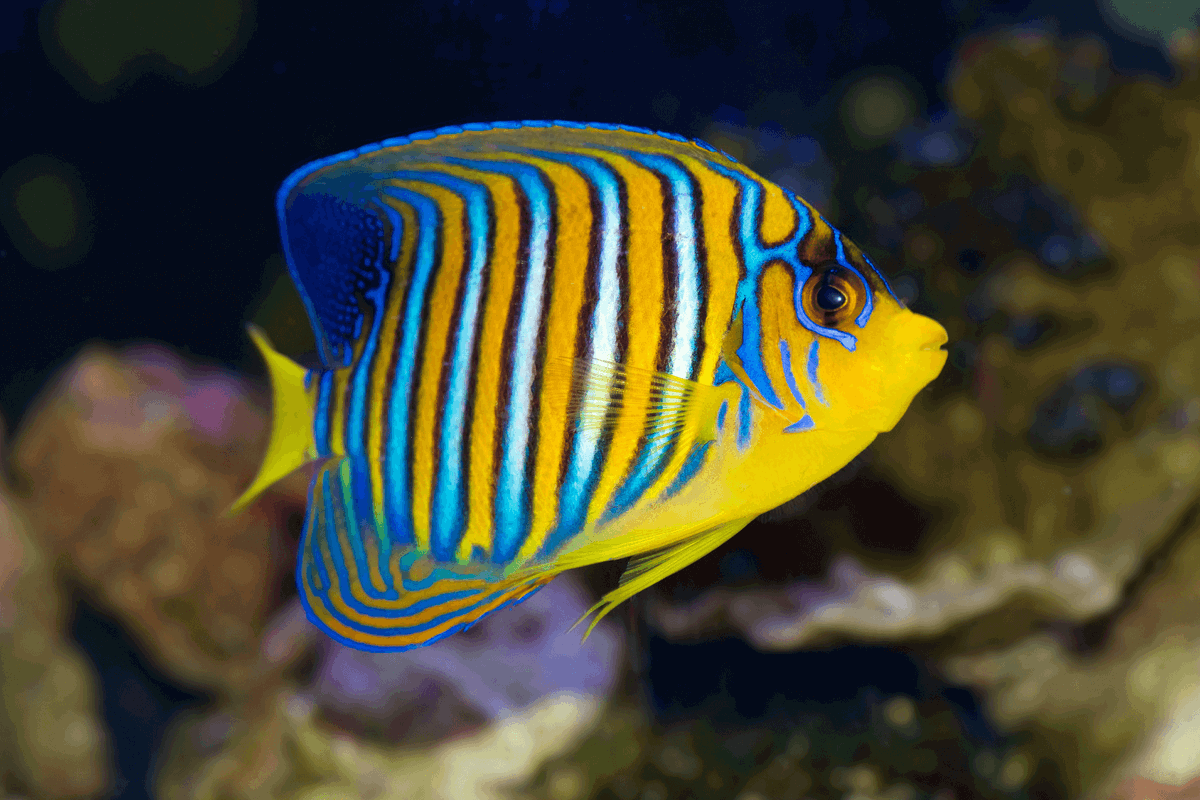 AquaticsLive's tweet photo. 17 Most Popular Freshwater Aquarium Fish 2020 ... https://t.co/XRWlSmi3Dp https://t.co/rLsAjsub4m