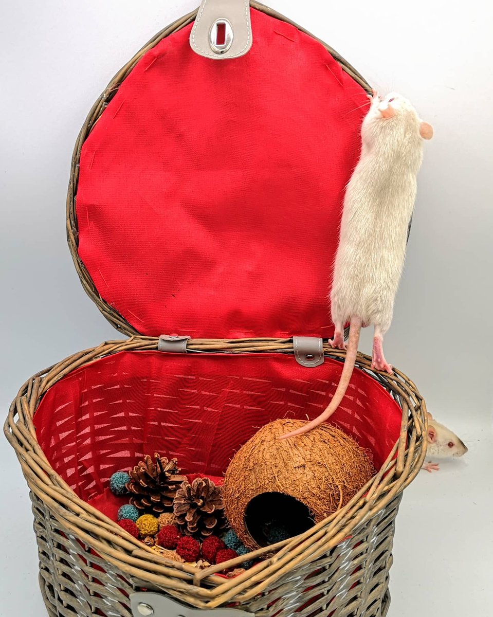 MotherToRats's tweet photo. Random the Rat.
#petrat #ratsoftwitter #twitterrat #cuterat #rat #rats https://t.co/Utmk4pH1Wp