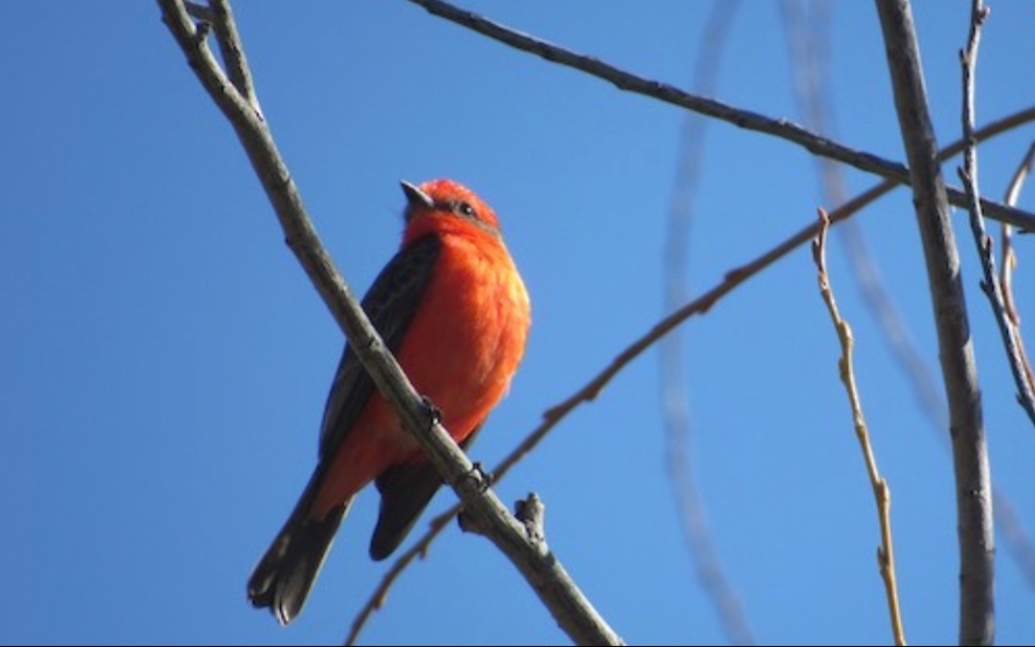 BresslerSamuel's tweet photo. Last night i dreamed i found a leucistic red-bellied woodpecker in a giant eucalyptus at a local park. I live in California.

Heres a vermilion flycatcher for your troubles https://t.co/YGsCiF70A6