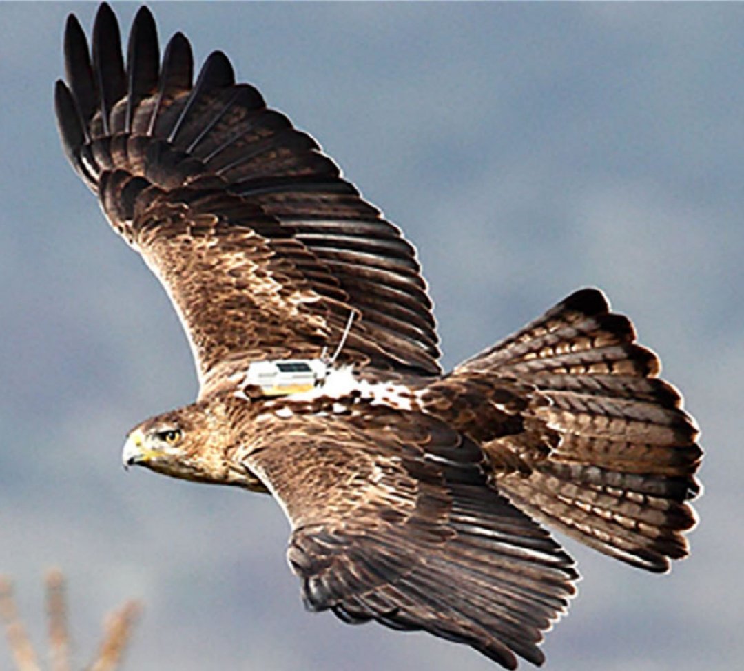 El marcaje con emisores de tipo mochila (Garcelon) y su efecto en el estado físico de grandes rapaces planeadoras. Casi 25 años de experiencias en proyectos colaborativos del <a href="/mitecogob/">Transición Ecológica y Reto Demográfico</a> Publicado en <a href="/IBIS_journal/">British Ornithologists' Union</a> onlinelibrary.wiley.com/doi/10.1111/ib… <a href="/GREFA_Fauna/">GREFA</a>