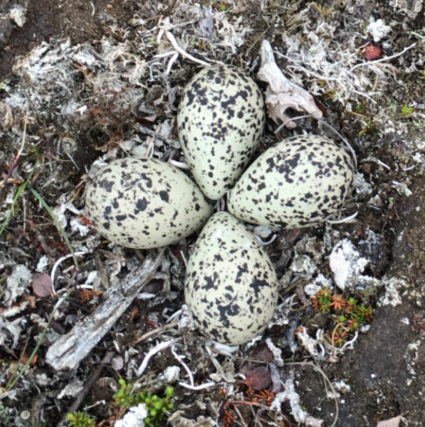 The Shorebird Collective tweet media