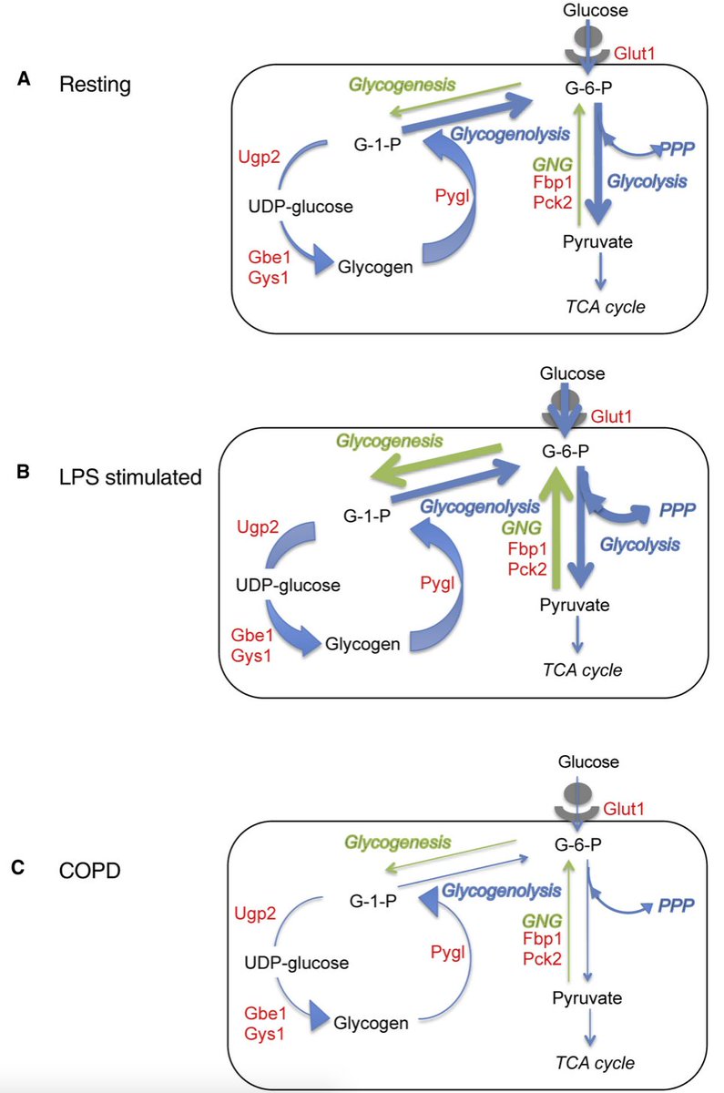 mmw_lmw's tweet photo. #Neutrophils | Fuel Effective #Immune_Responses through Gluconeogenesis and Glycogenesis | Sarah Walmsley @EdinburghUni @Cell_Metabolism https://t.co/njntS2GcCN https://t.co/bxIPAP8OsB
