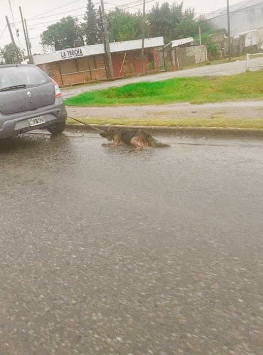 PatitasGlew's tweet photo. Esto pasó esta mañana en la localidad de Guernica, este señor que ustedes están viendo ahora se llama Victorio Tiesi, arrastro con su auto a una perra por varios kilómetros sobre la ruta y le ocasionó heridas graves en sus patas traseras. 
Que todo zona sur conozca su cara.🔥 https://t.co/WSyNxqvOHA