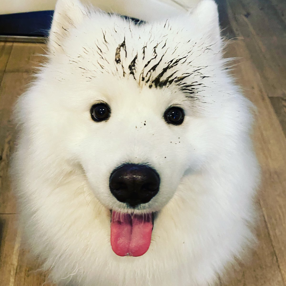 MazapanInCanada's tweet photo. Whatcha looking at? What?! #whitedogproblems https://t.co/XLsW85z6kQ