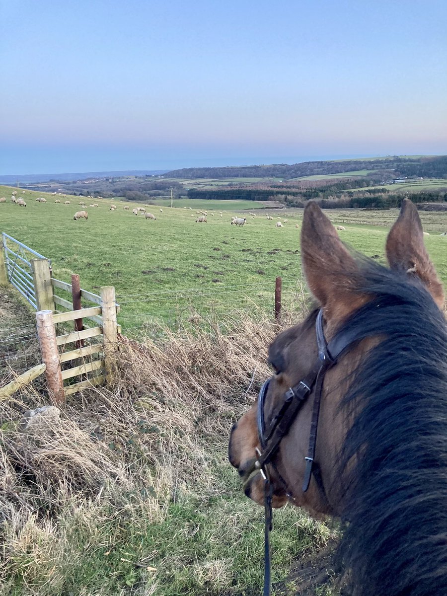 The best kind of break from work 🐎
