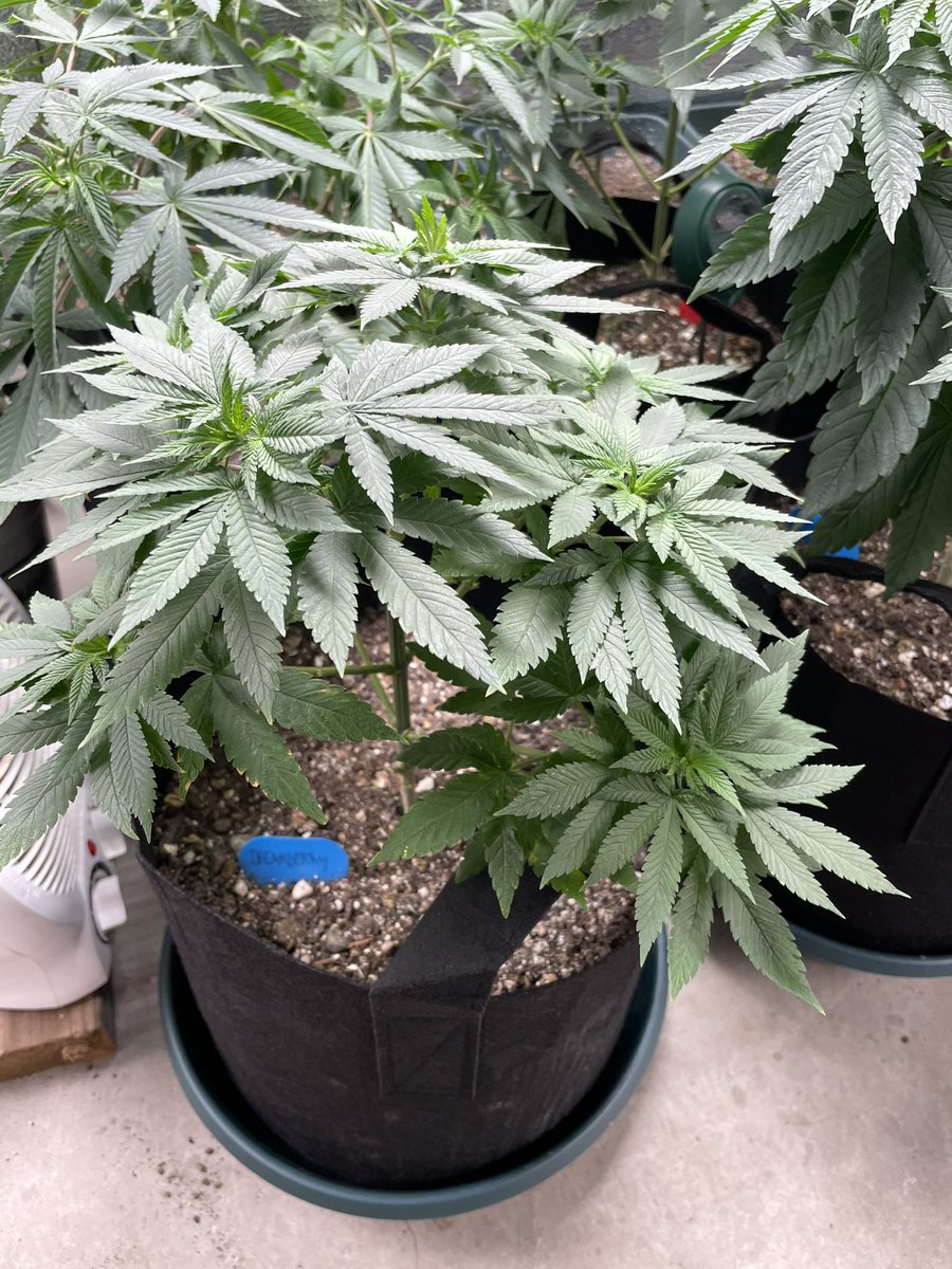 J Javier tweet media