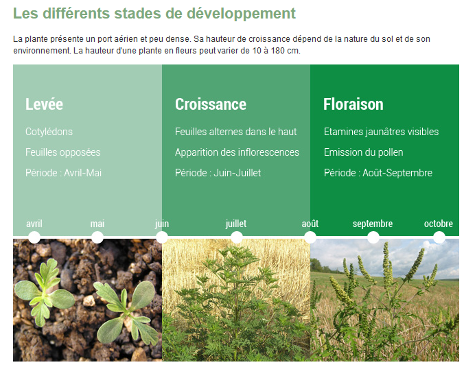 ie36942664's tweet photo. Mercredi 24/02 #ambroisie notre nouvelle animation et ses ateliers ouverts à tous. Vous apprendrez à identifier cette invasive allergène, à participer à une action environnementale et de santé👩🌾RV marché bio de Billère #pauagglo report si pluie #CPIE https://t.co/6pOSLpmgS5 https://t.co/4lU4zFk30O