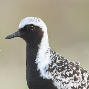 The Shorebird Collective tweet media