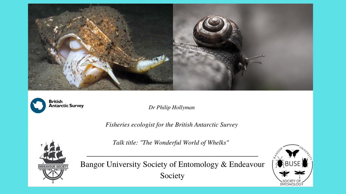 This week, we're hosting a collaboration event with <a href="/EndeavourSoc/">Endeavour Society</a> and have invited @sos_bangor_uni alumni Dr <a href="/Hollyman_Phil/">Phil Hollyman</a> from the British Antarctic Survey! His talk will be on "The Wonderful World of Whelks"!

Join us this Thursday at 7.30pm on Blackboard!