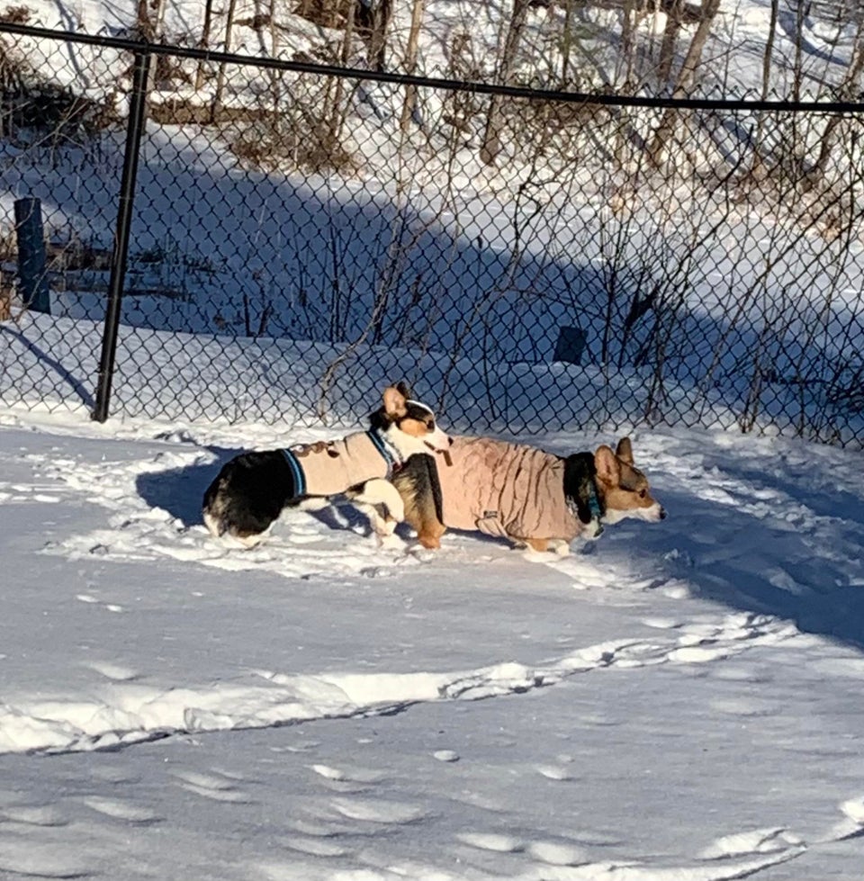 CorgiJennifer's tweet photo. Having some fun in the snow!🤩

#corgifun #corgifamily #WinterStorm #daftpunk #CorgiCrew #Spotify @planetepics #corgisareawesome https://t.co/zR1iCYGWJi