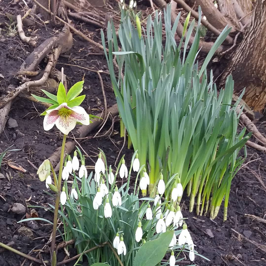 These certainly brightened today's walk.