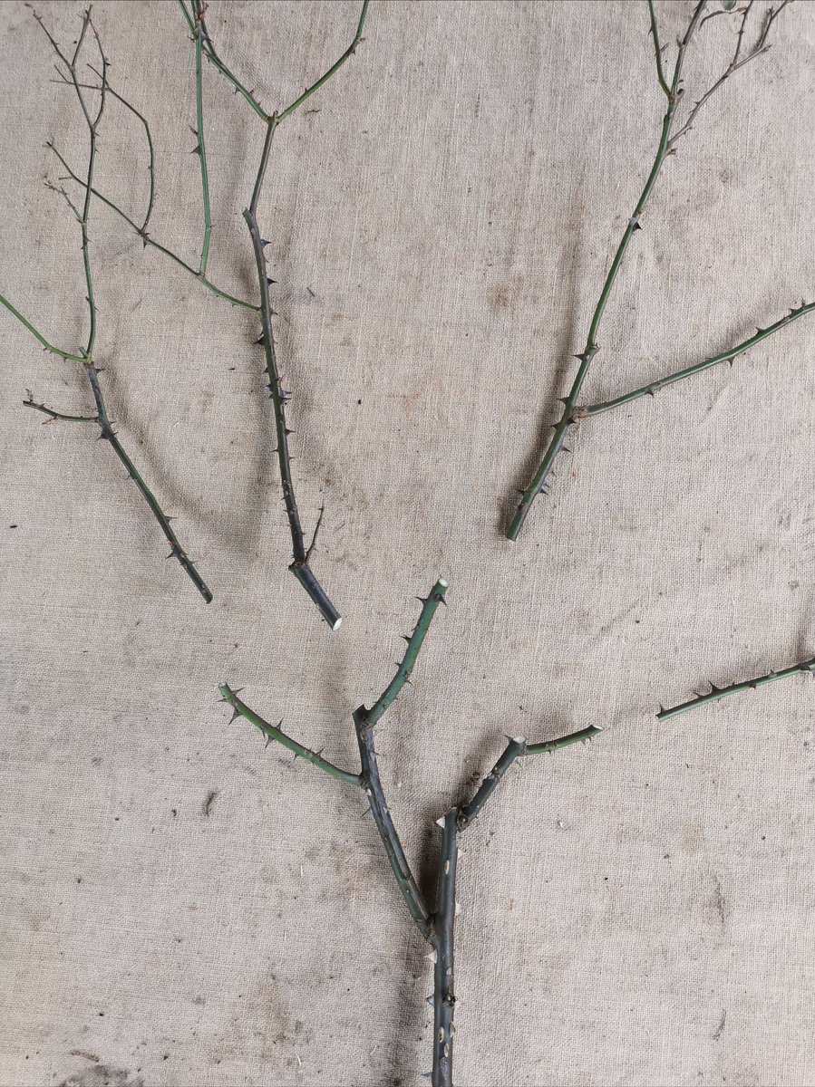 Fergus Garrett live on Zoom -Pruning part 1
Friday 26th February, 7.30pm (UK time) &amp; Sunday 28th February, 9.30am (UK time)

Fergus will look at a range of pruning tasks in this first presentation on pruning. For more info and tickets greatdixtershop.co.uk