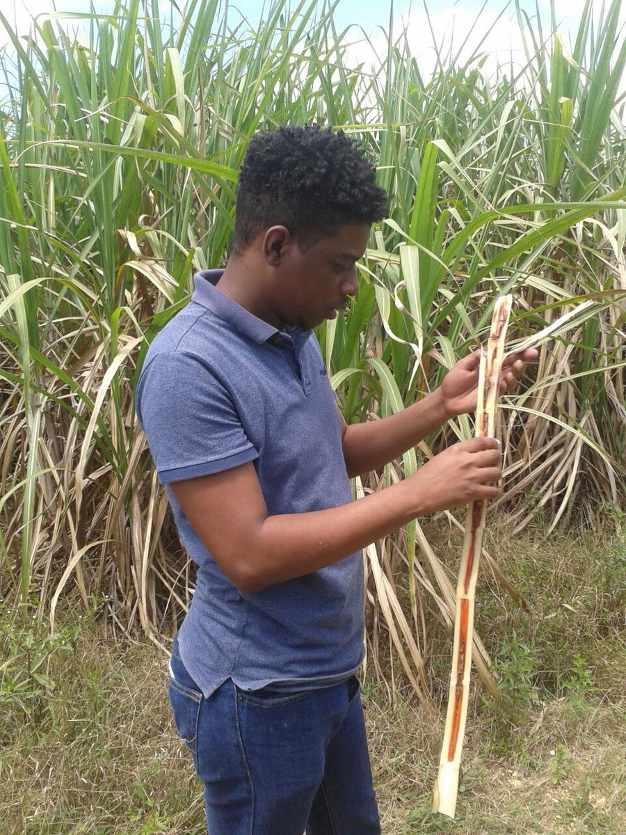 Dee_Lando's tweet photo. I am Damion an entomologist working on biocontrol of pests affecting sugarcane in Jamaica. I’m also a PhD candidate at the University of West Indies working on management strategies and genetic diversity of Diatraea saccharalis. I love Leps! #RollCall #BlackInEnto @blackinento https://t.co/9gxJ5yNwQH