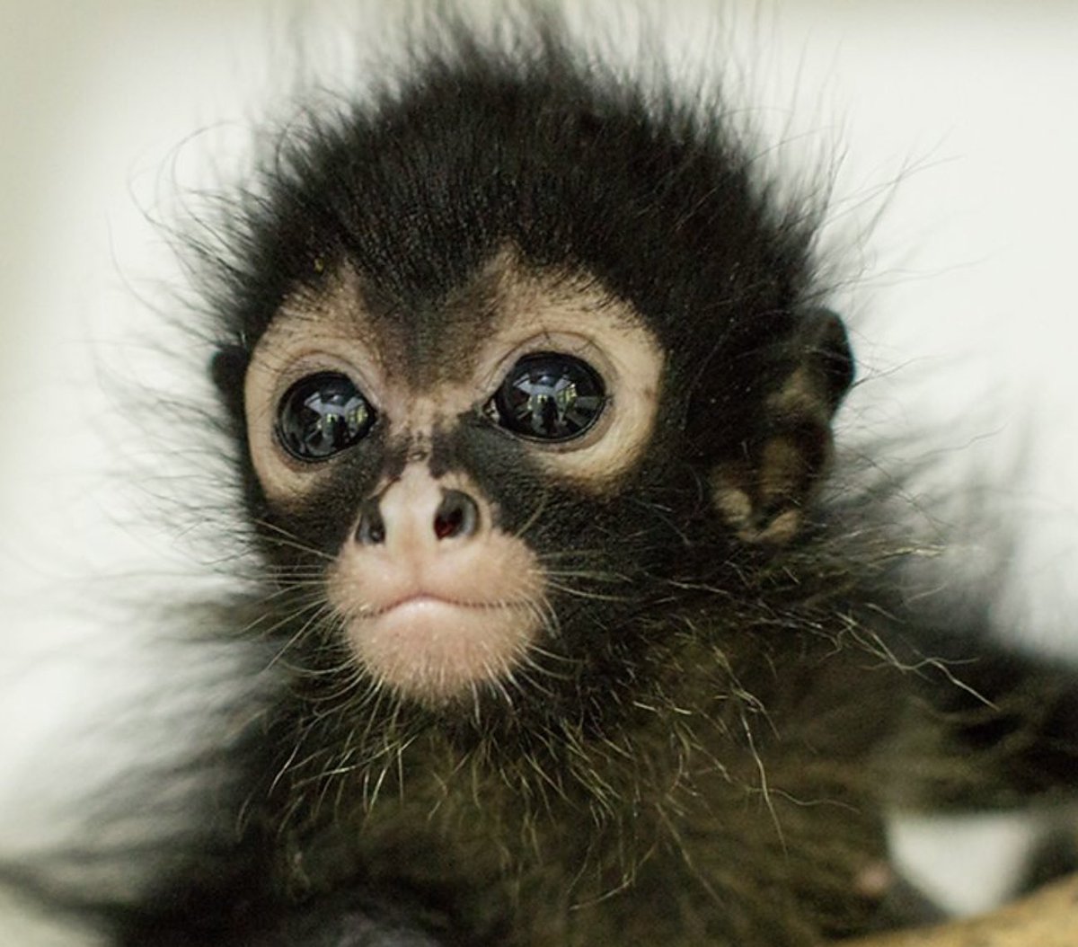 pix A Baby Spider Monkey daily dose on twitter baby spider