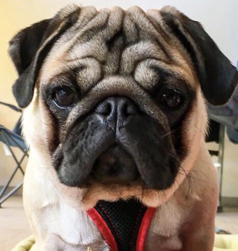 FPugface's tweet image. “We should all be Frank”