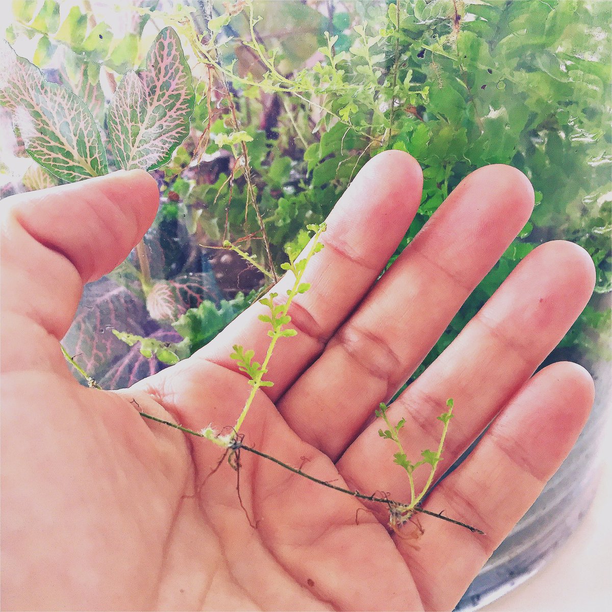 Cosas que pueden suceder en tu terrario. Después de 6 meses en el interior de Yanachaga Chemillen🌿
#terrarium #mundosdecristal #tropical