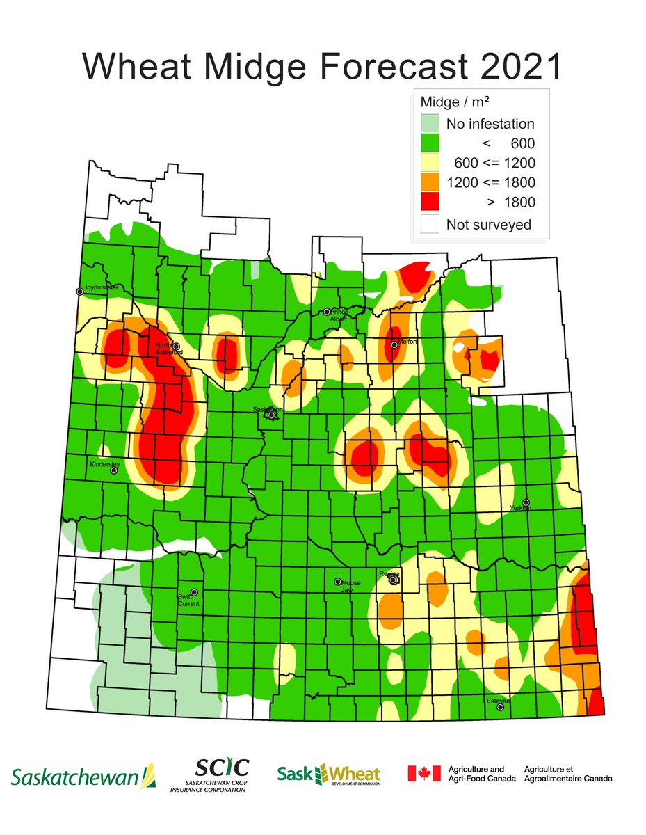Spring wheat &amp; durum are susceptible to damage from wheat midge. Tolerance is available in varieties with VB in their name, but damage can still occur. Our 2021 wheat midge forecast map is now available. #SaskAg saskatchewan.ca/business/agric…