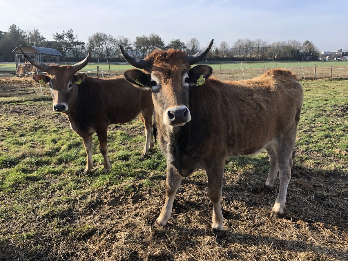 Auerrind Projekt tweet media