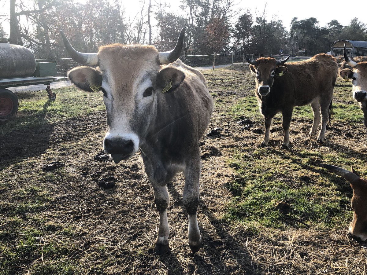 Auerrind Projekt tweet media