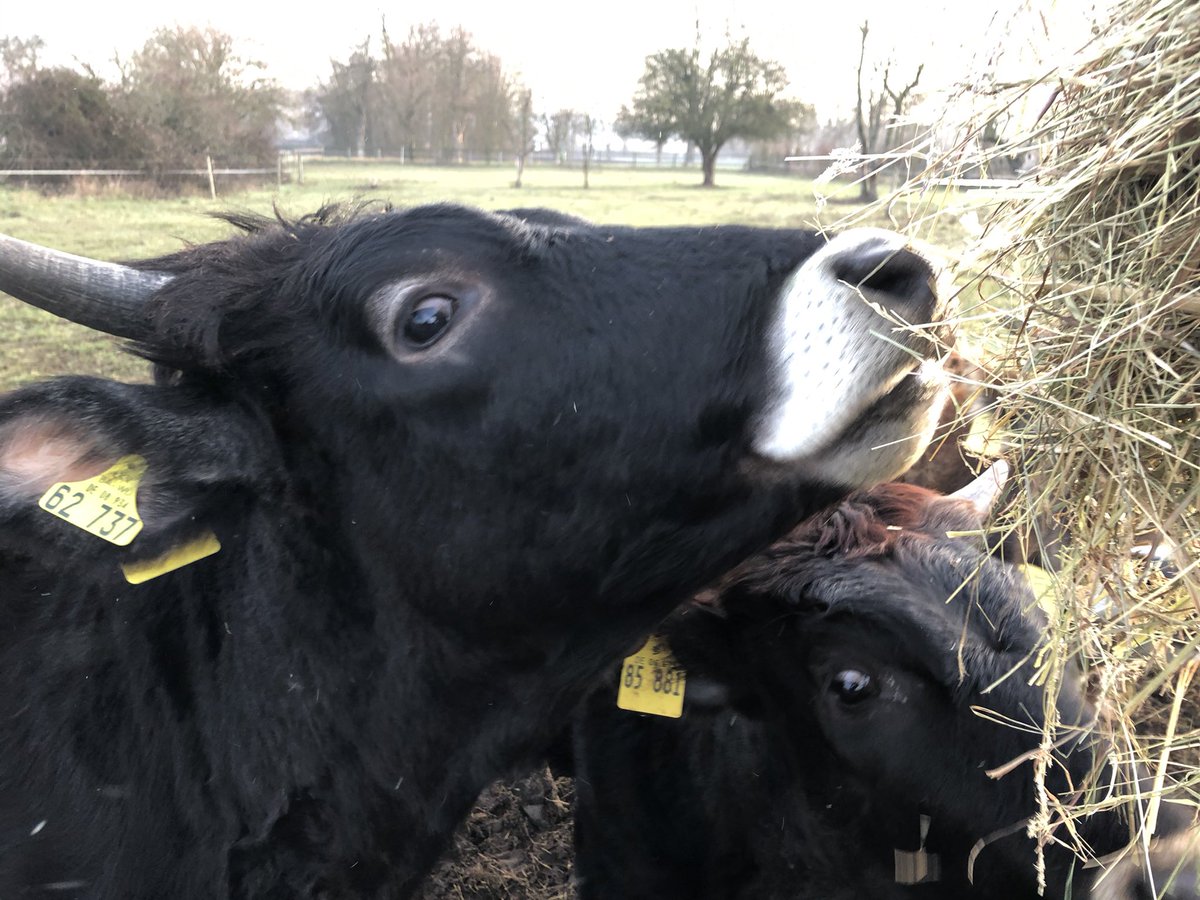 Auerrind Projekt tweet media