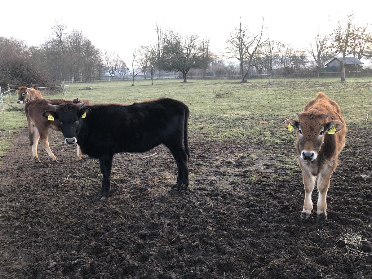 Auerrind Projekt tweet media