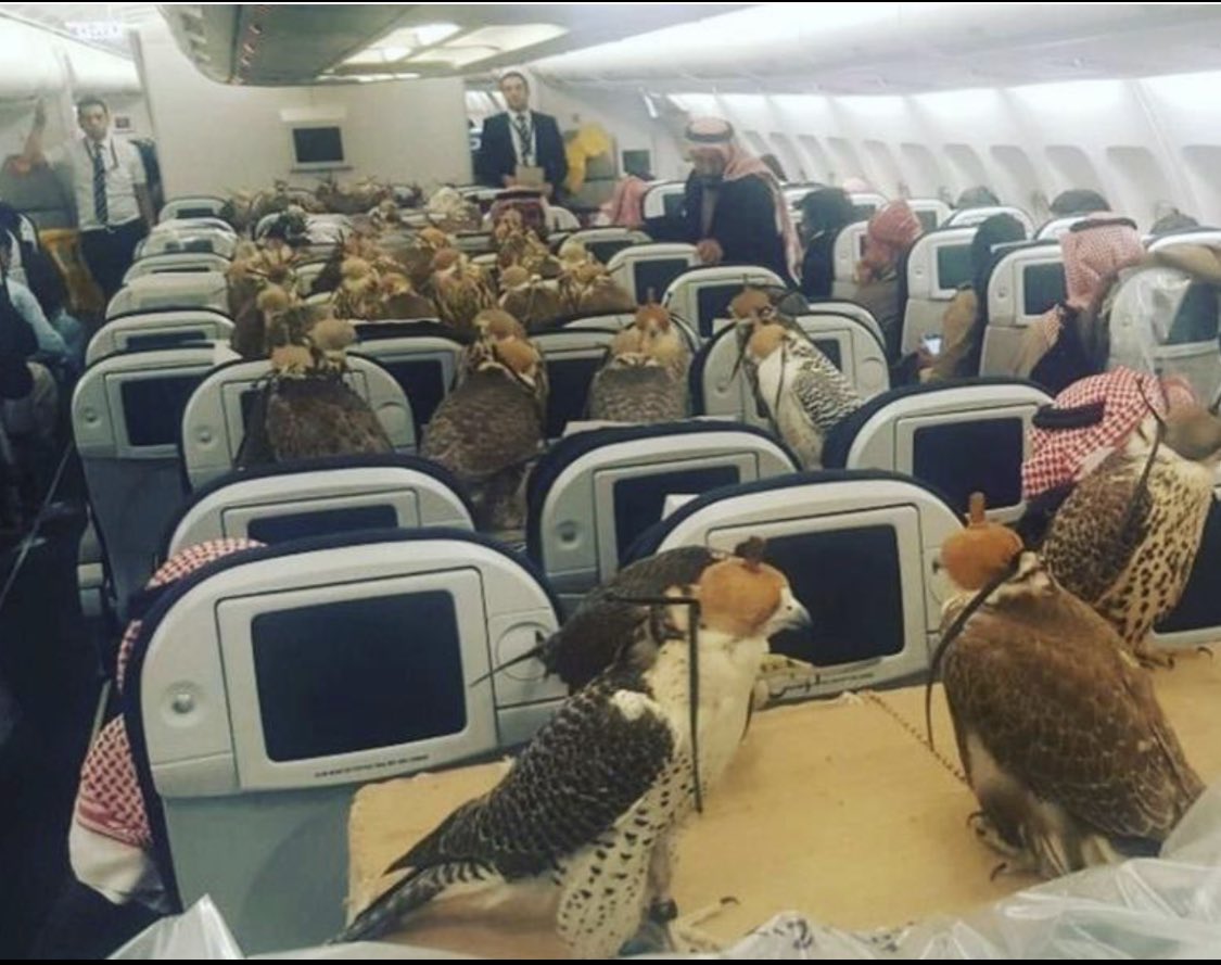 In thanks for our overlord <a href="/RedScareToby/">Toby (von Red Scare)</a> paying our royalties on time and generously, here’s a shot of a happier time when the falcon was on tour.