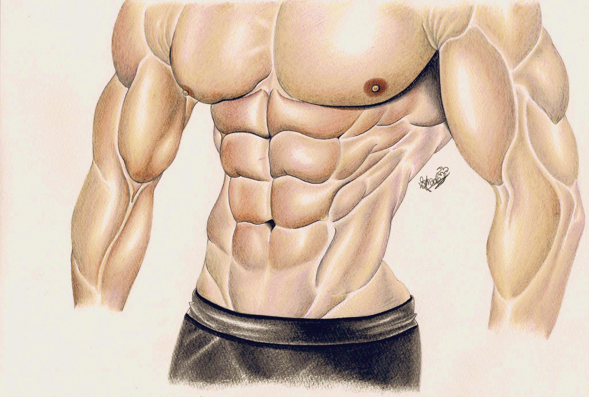 Shade Phantom 手描き筋肉スケッチ アート Art イラスト Illustration 色鉛筆絵 Coloredpencildrawing 筋肉 Muscle 大胸筋 Pecs 腹筋 Abs 上腕二頭筋 Biceps ムキムキ ボディービルダー Bodybuilder Flex Muscular フィットネス