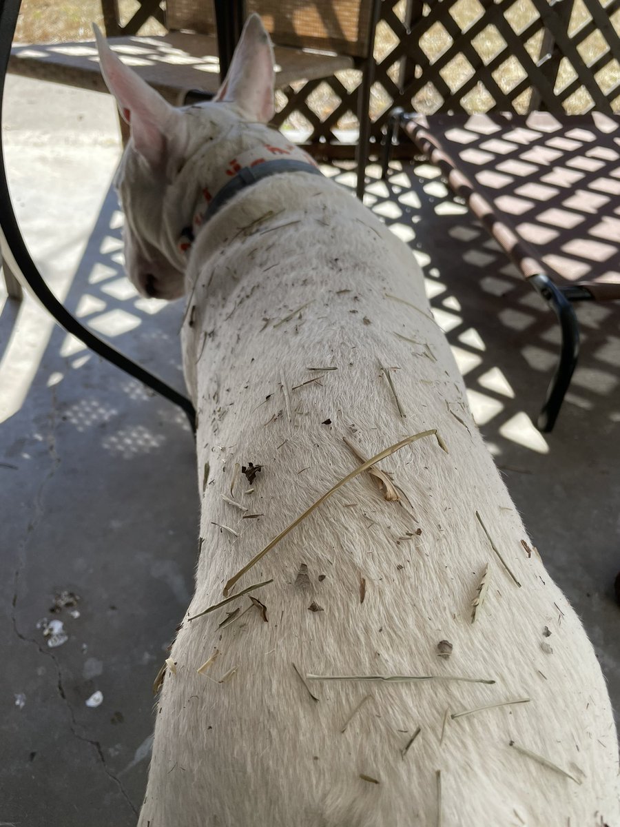 PupperNelson's tweet photo. Feeling very connected with nature after my roll in the grass. https://t.co/KvSthuC5as