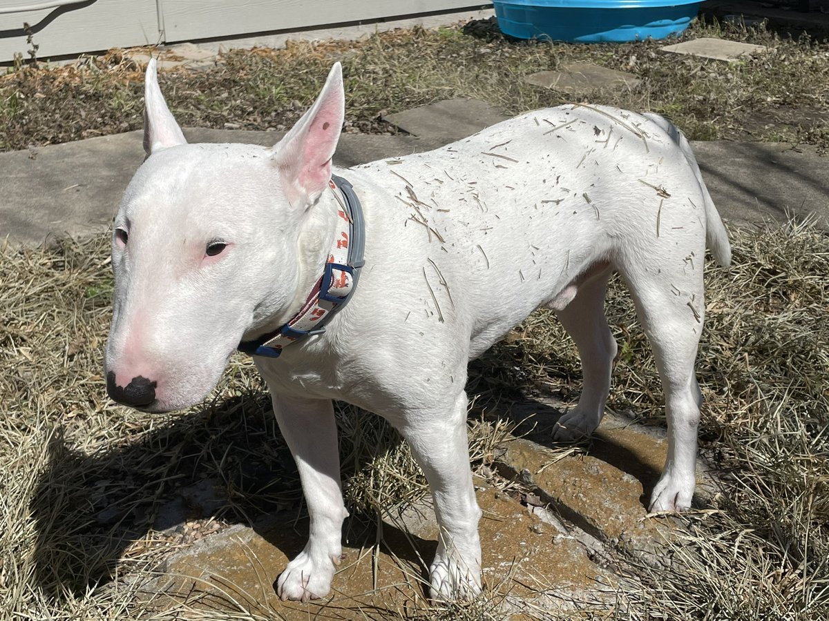 PupperNelson's tweet photo. Feeling very connected with nature after my roll in the grass. https://t.co/KvSthuC5as