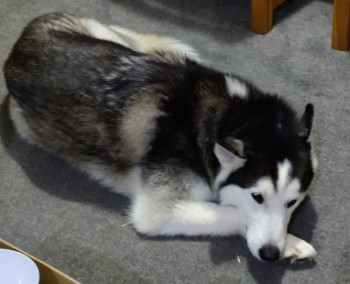 millypod1's tweet photo. ๐KAI #Lost #ScanMe #Tagged
Black Grey And White Siberian Husky Male
Grounds of Embley Senior school #Embley #EmbleyPark #Romsey #WestWellow #Hampshire #SO51
SIGHTINGS PLZ โ๏ธ07843686571/ 07704786995
https://t.co/2F2BanA4wz https://t.co/RLAQGQWEHf