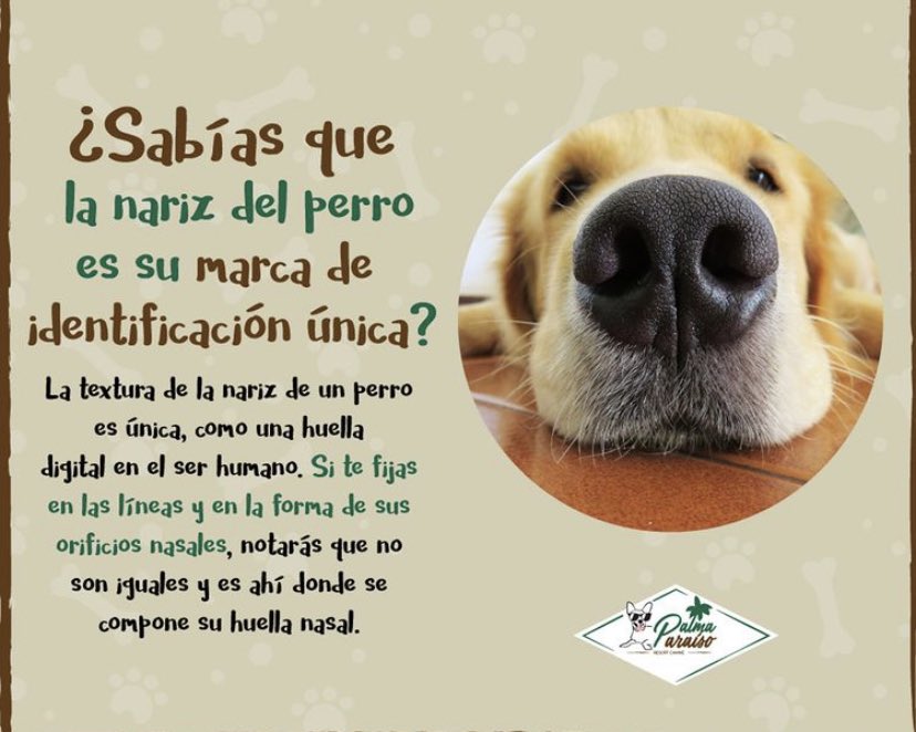 AndresPi_5's tweet photo. La nariz de un perro es como nuestra huella dactilar. #TipsPerrunos #Doglover https://t.co/SWvWWyHnpQ