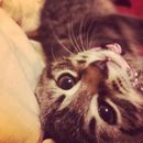 lilithacacia's tweet photo. lumiinteractive #kinderpet #kinderpets https://t.co/STJfkL7E7A