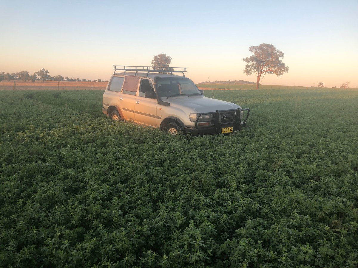 strathmerton's tweet photo. @agronomeiste @MckinleyMatt @worrolong @HenryCrooke @dyerjonathan We are 33% pure Lucerne pasture, 15% grazing cereals, the rest grain crops we are not neutral with synthetic N inputs but the amounts are greatly reduced. The downside N is not as easily controlled and stored deep moisture is gone till big rain events arrive https://t.co/00rd8rvlje
