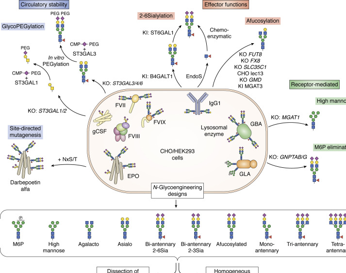 "Genetic glycoengineering in mammalian cells" – #Glycoengineering #Glycome #Glycosylation #Glycotime

jbc.org/article/S0021-…