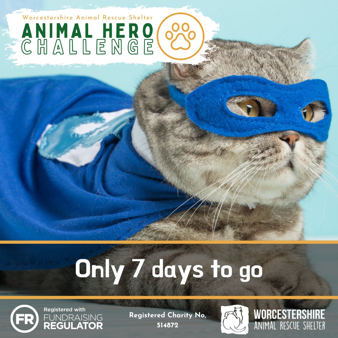 7 DAYS TILL LAUNCH

Doesn't Nacho look amazing in his little cape &amp; mask?

Are you ready for our new virtual challenge to raise funds for WARS?

Details coming soon!

For now, start thinking about how good you might look in a cape...

#WARSAnimalHeroChallenge #WorcestershireHour