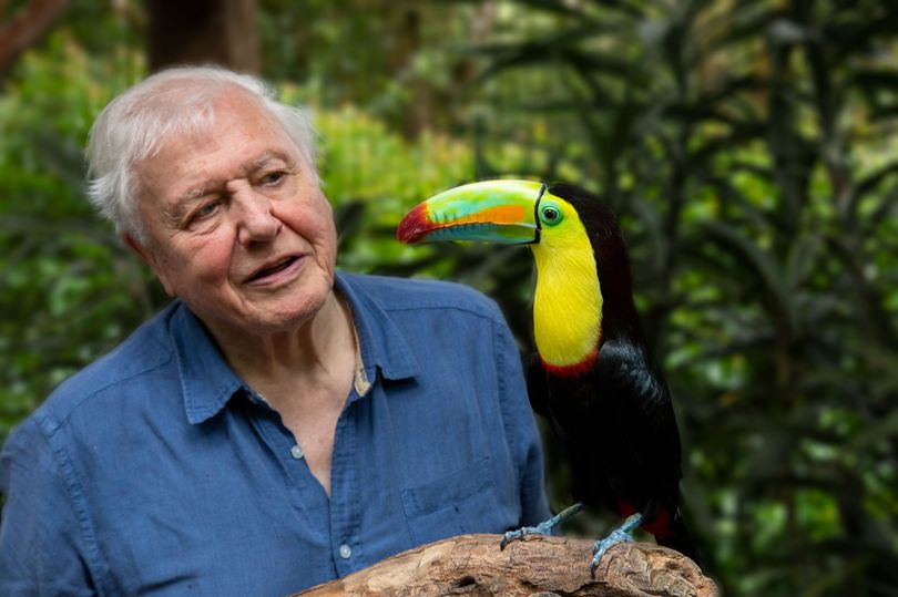 David Attenborough seeks out world's most colourful creatures in new BBC show