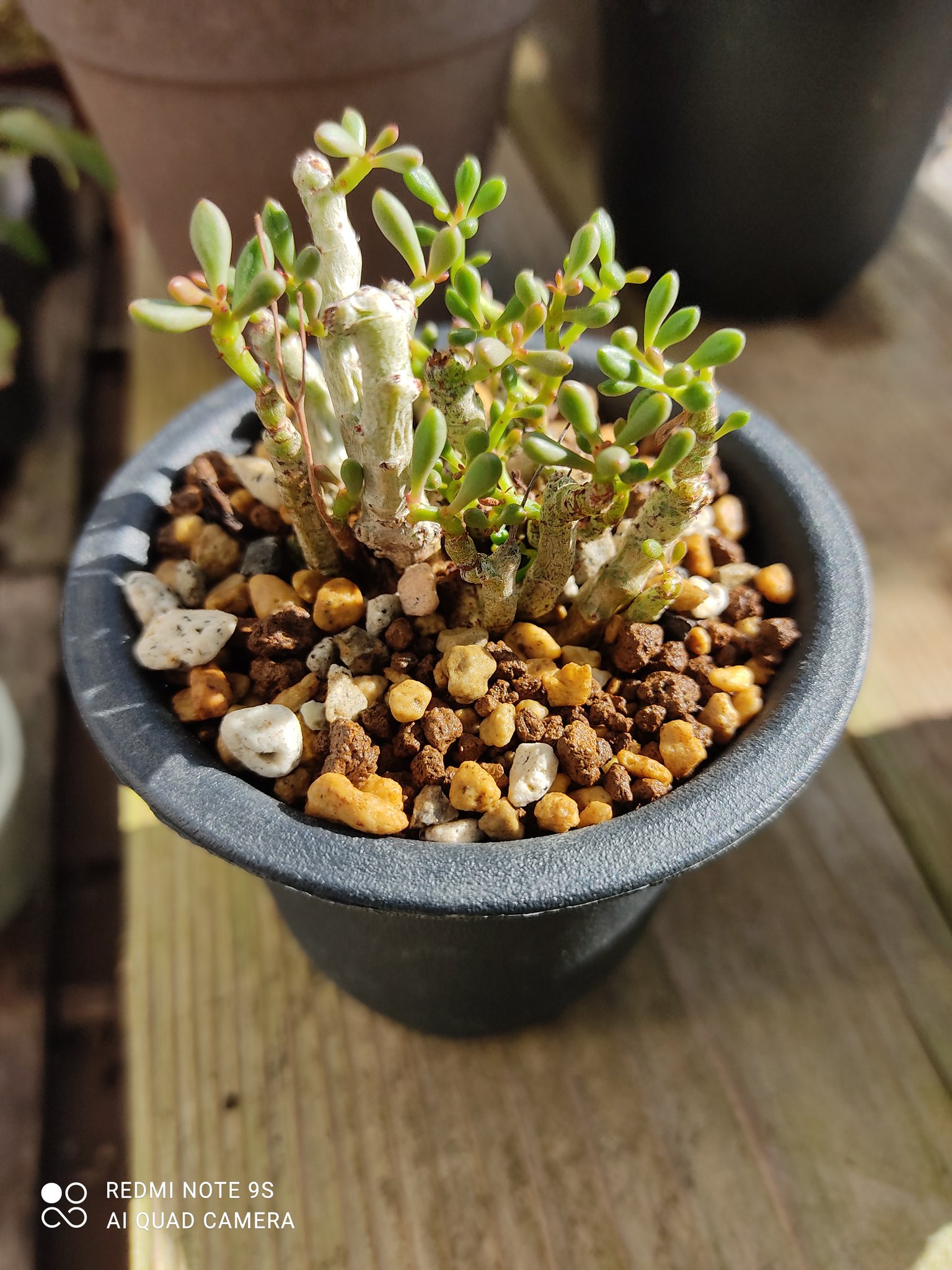 しんしんしん はじめまして 植物 多肉 食虫植物 ビザールプランツ 塊根植物 洋蘭 盆栽 アガベ 水草 観葉植物 エアプランツ T Co Qptoggzooh Twitter しんしんしん はじめまして 植物 多肉 食虫植物 ビザールプランツ 塊根植物 洋蘭 盆栽 アガベ 水草 観葉植物 エアプランツ T Co Qptoggzooh Twitter