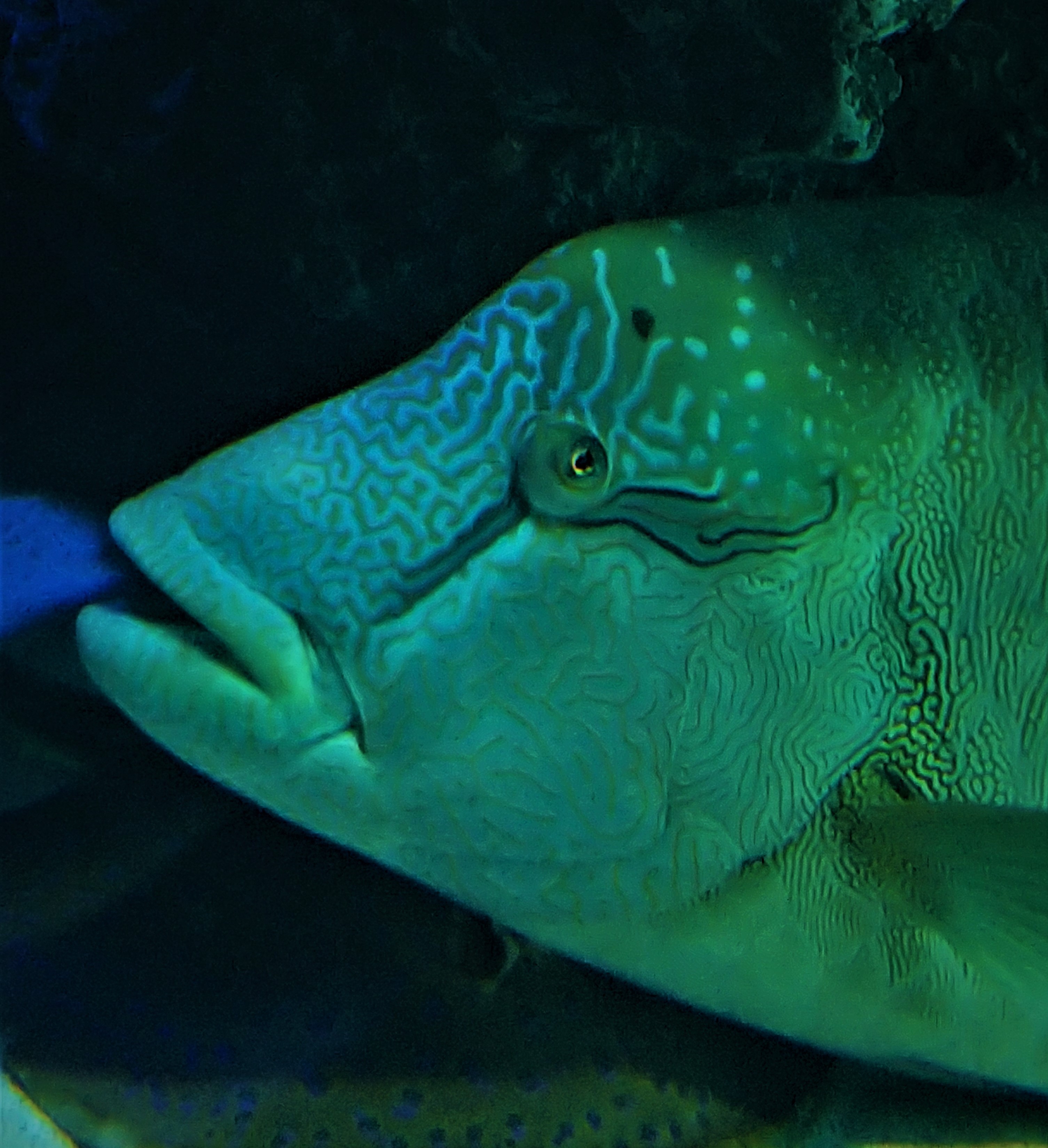 【超美品,希少種】ナポレオンフィッシュ（メガネモチノウオ）樹脂封入標本 超美品,希少種】ナポレオンフィッシュ（メガネモチノウオ）樹脂